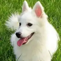 银狐犬卡通头像图片
