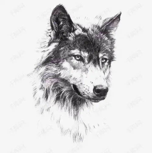 狼头像素描素材图片免费下载高清png千库网图片编号8817031
