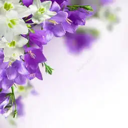 美丽鲜花背景图片高清图片免费下载jpg格式1000像素编号26123548千图网
