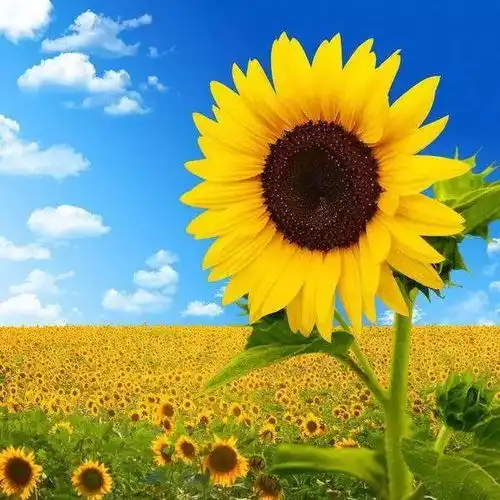 向阳而生你是太阳的孩子
