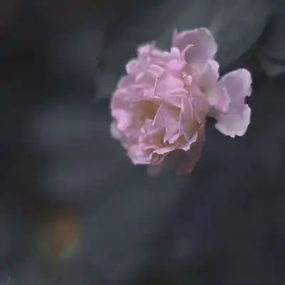 中老年微信头像50岁60岁风景花朵图片大全
