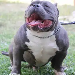 恶霸犬,一只憨厚老实的黑社会
