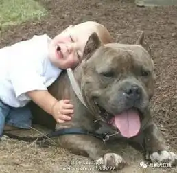 世界上最凶悍最昂贵的犬种之一美国恶霸犬
