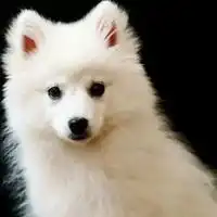 银狐犬卡通头像图片
