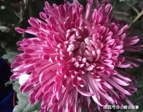 非常漂亮的3种生肖女,年龄越大越有魅力,男人要了解
