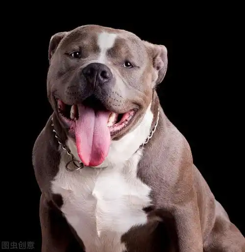 深度解析外表凶悍却内心细腻专属男人的犬美国恶霸犬
