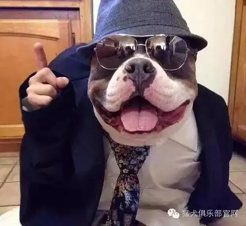 霸道总裁恶霸犬

