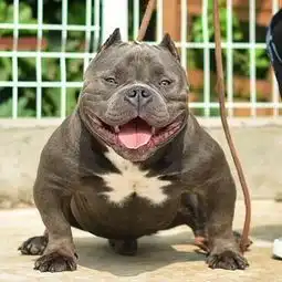 美国恶霸犬的购买技巧,不可不知
