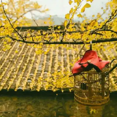老人头像图片大全老年人专用微信头像
