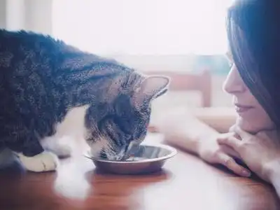 趣味测试你最适合饲养哪种萌宠图
