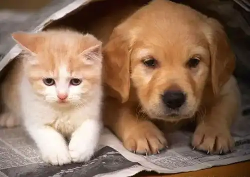 心理测试哪对猫和狗有夫妻相测你的结婚对象会是什么性格
