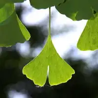 好看的秋天的,夏天的唯美绿色树叶头像图片一片片叶子,很可人
