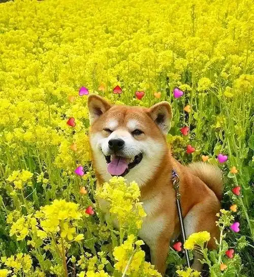 属狗人是比较动荡的状态,需要属狗人调整好自己的心态,和他人友好相处
