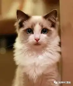猫系犬系测一下才知道
