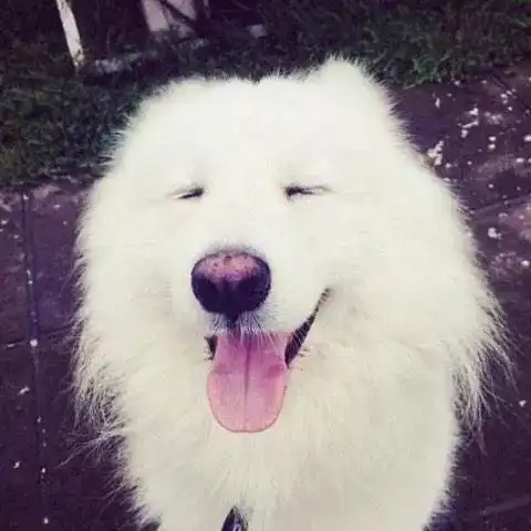 2018年最流行的犬系男友对照一下,你是哪种
