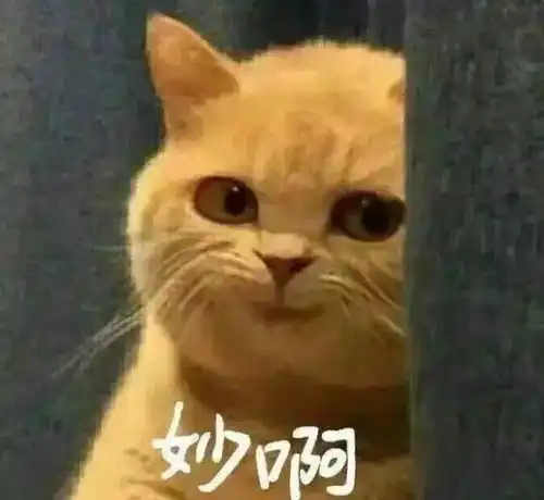 犬系男子千千万,到底谁才是你所爱
