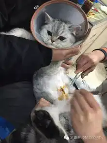 猫狗绝育前必看因为这里有一猫一狗替你亲测了
