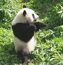 超可爱中国版功夫熊猫
