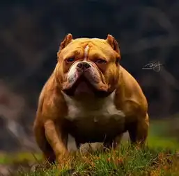 别被忽悠了,正宗的恶霸犬是这样的
