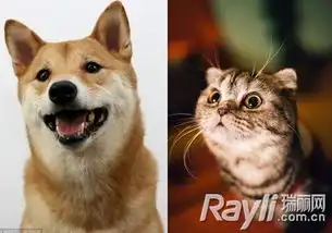 喜欢

