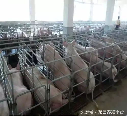 母猪排毒保肝龙昌胆汁酸在福建各地区案例反馈附各猪场图片
