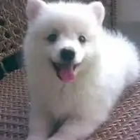 银狐犬卡通头像图片
