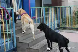 猫狗绝育前必看因为这里有一猫一狗替你亲测了
