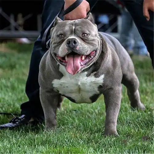 为什么养美国恶霸犬的人很少原因有这些
