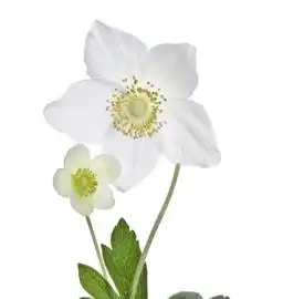 海葵花及其他有趣事实的意义
