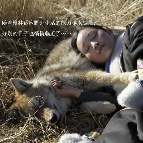狼女送狼子重返狼群,看到的不是冷血无情,而是狼的重情重义
