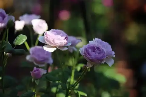 蓝紫色系的花园
