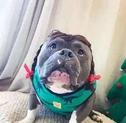 养一只恶霸犬是怎样的体验
