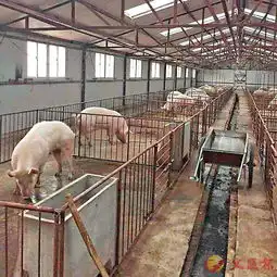 疫区猪场复养成功养殖户重拾信心
