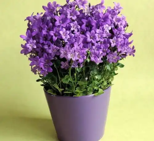 夏伏走初秋来,养植盆花谨记四点
